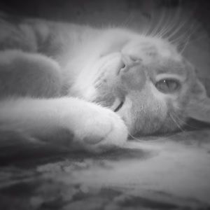 Meet your Posher, Bailey