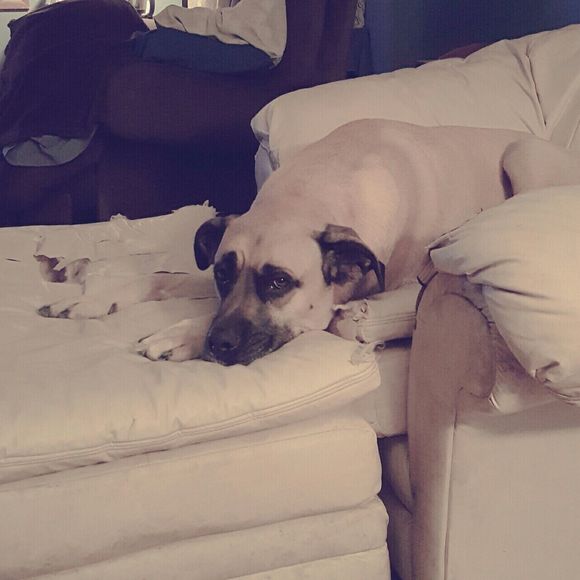 Meet your Posher, Deanna - Picture 1 of 1