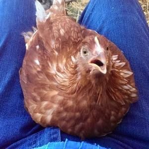 Meet your Posher, Wendy