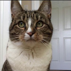 Meet your Posher, Anne