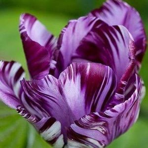 Meet your Posher, Janice