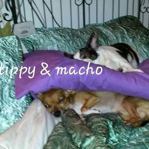 Meet your Posher, Shirley