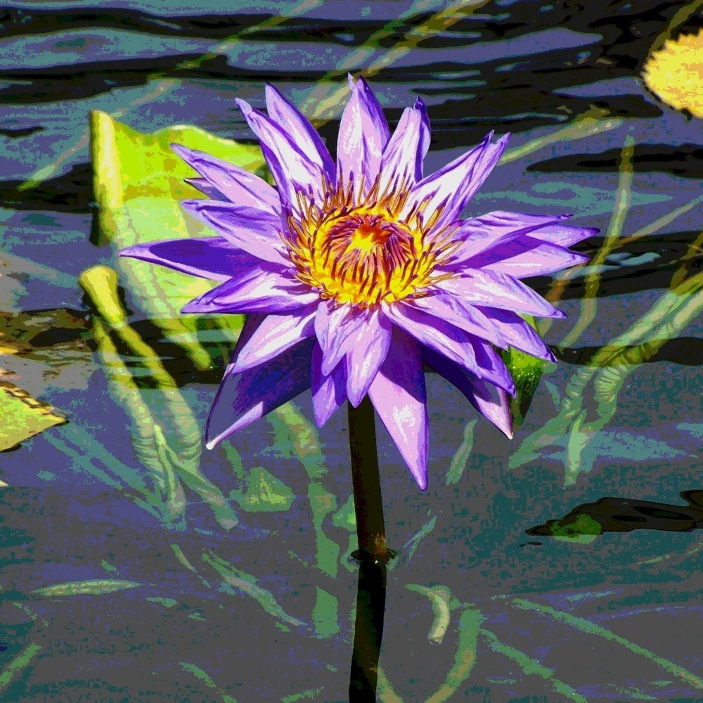 Meet your Posher, Janie