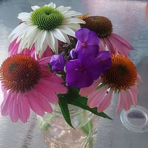 Meet your Posher, Barbara