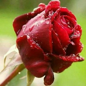 Meet your Posher, Delia