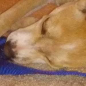 Meet your Posher, Anne