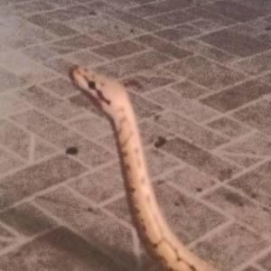 Meet your Posher, Cassandra