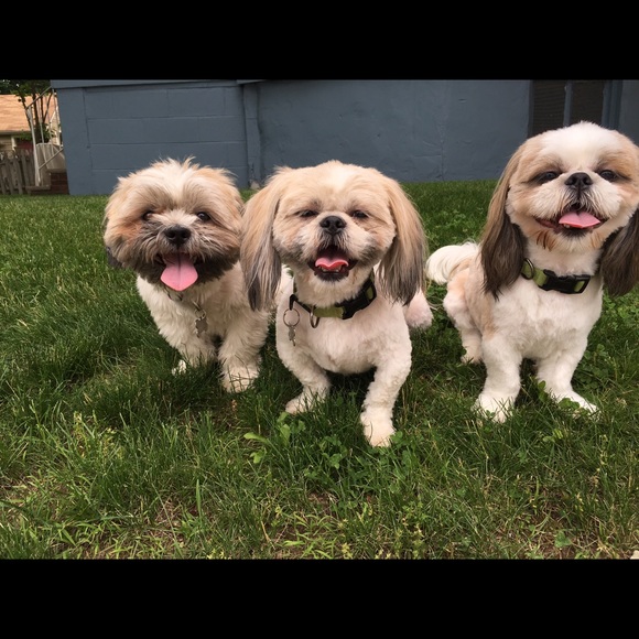 Meet your Posher, Nora - Picture 2 of 2