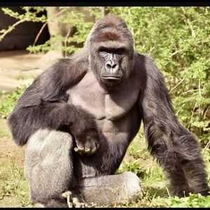 Meet your Posher, Liam