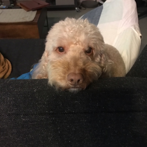 Meet your Posher, Jessica - Picture 2 of 3