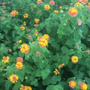 Meet your Posher, Sonya