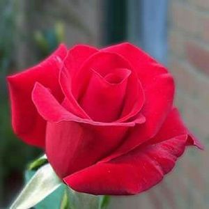 Meet your Posher, Rosa