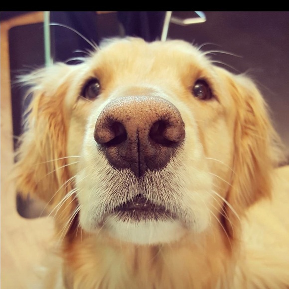 Meet your Posher, Kasey - Picture 1 of 1