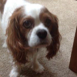 Meet your Posher, Claudia