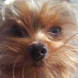 Meet your Posher, Cukeyra