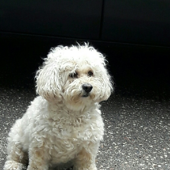 Meet your Posher, Sandy - Picture 1 of 1