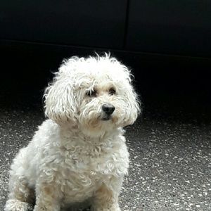 Meet your Posher, Sandy