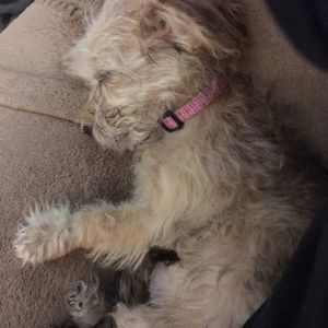 Meet your Posher, Bobbie