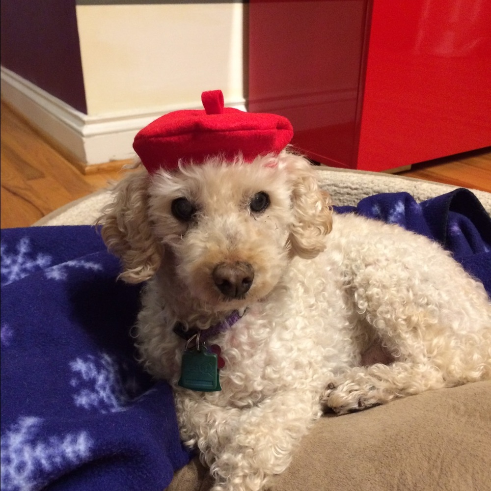 Meet your Posher, Laurie j