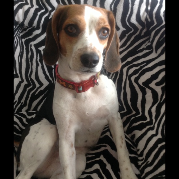 Meet your Posher, Hailey - Picture 1 of 1