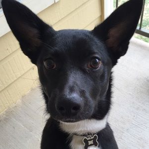 Meet your Posher, Abby