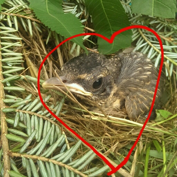 Pic of baby bird??