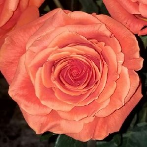 Meet your Posher, Clarissa