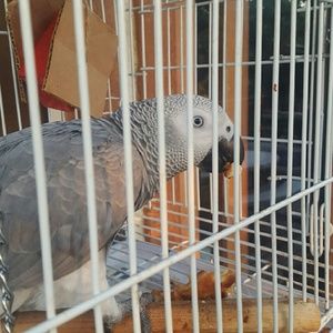 Meet your Posher, Nazli
