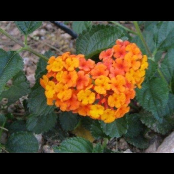 Meet your Posher, Noelle - Picture 2 of 2