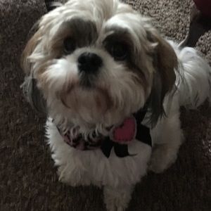 Meet your Posher, Brandy