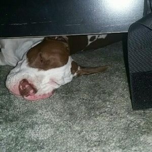 Meet your Posher, Ann marie