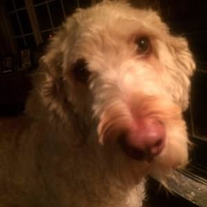 Meet your Posher, Linda