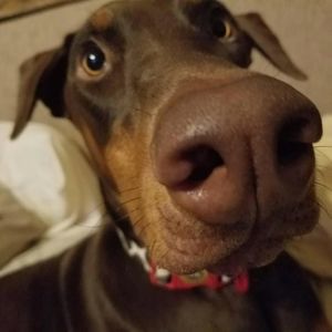 Meet your Posher, Lisa