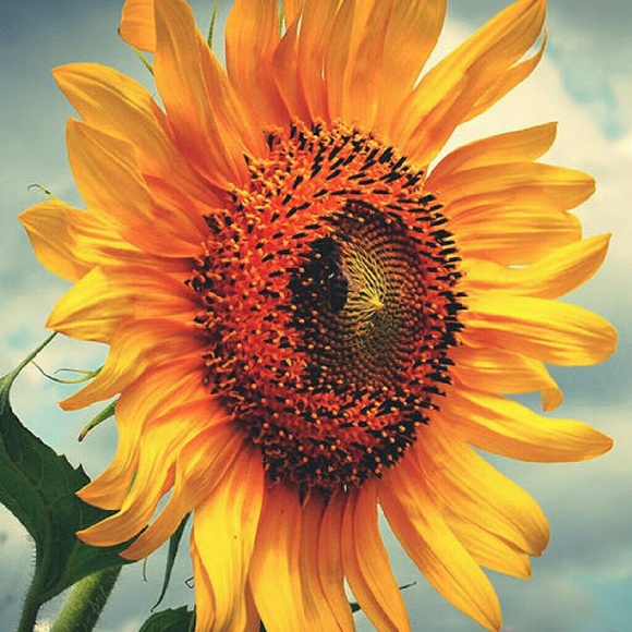 Meet your Posher, Alyssa - Picture 1 of 1