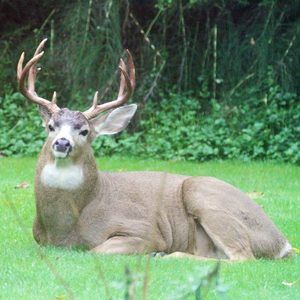 Meet your Posher, Barbara