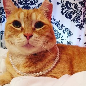 Meet your Posher, Allie