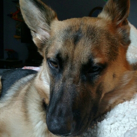 Meet your Posher, Anna - Picture 1 of 1