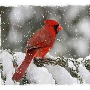 Meet your Posher, Carmen