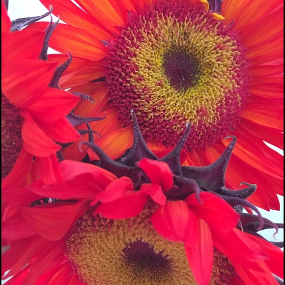 Meet your Posher, Kira