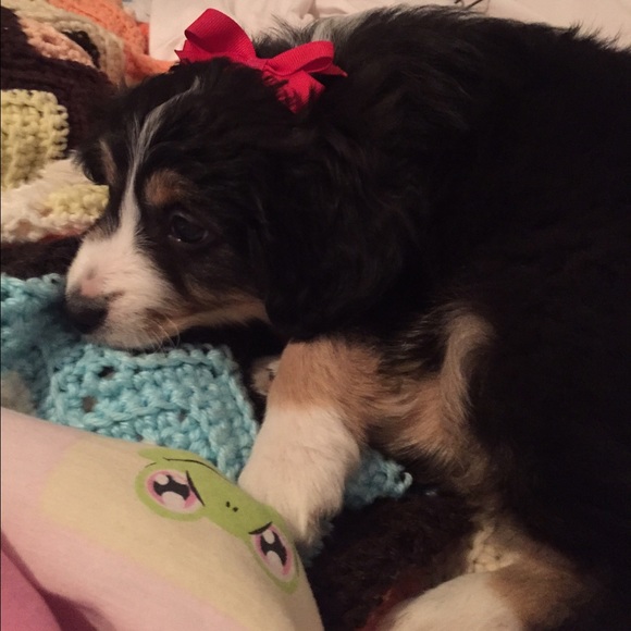 Meet your Posher, Kacey - Picture 1 of 1