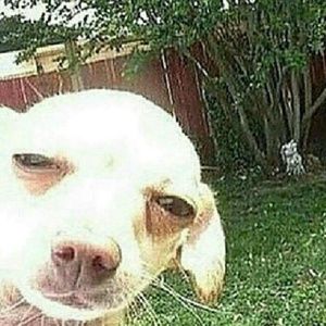 Meet your Posher, Tony