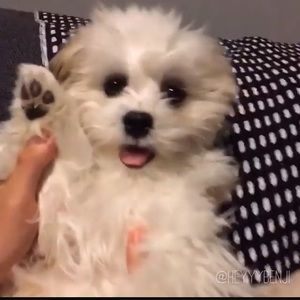 Meet your Posher, Chun