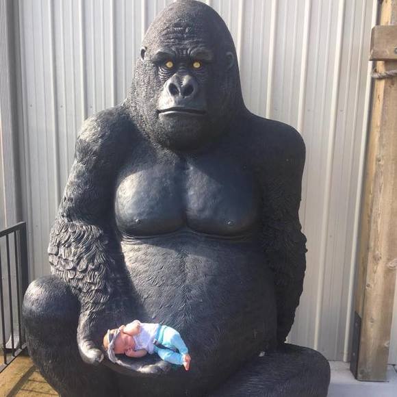 Meet your Posher, Bailey - Picture 1 of 1