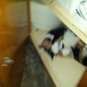 Meet your Posher, Suzanne