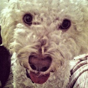 Meet your Posher, Ani