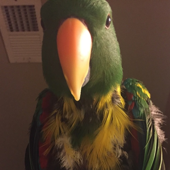 Meet your Posher, Laura - Picture 3 of 4