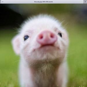 Meet your Posher, Lily