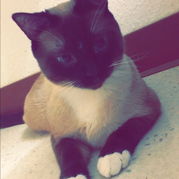 Meet The Posher - Picture 4 of 4