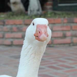 Meet your Posher, Sofia