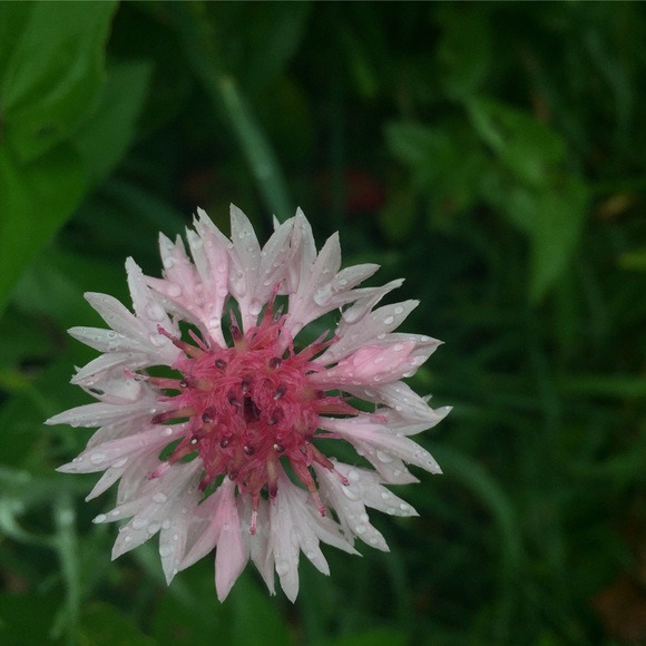 Meet your Posher, Ally